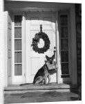 1930s german shepherd dog sitting front door stoop porch holding christmas package in his mouth by Anonymous