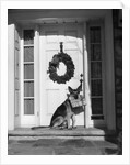1930s german shepherd dog sitting front door stoop porch holding christmas package in his mouth by Anonymous