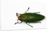 Top view of Steraspis speciosa green beetle by Anonymous
