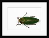 Top view of Steraspis speciosa green beetle by Anonymous