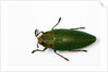 Top view of Steraspis speciosa green beetle by Anonymous