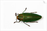 Top view of Steraspis speciosa green beetle by Anonymous