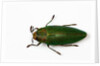 Top view of Steraspis speciosa green beetle by Anonymous