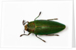 Top view of Steraspis speciosa green beetle by Anonymous