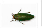 Top view of Steraspis speciosa green beetle by Anonymous