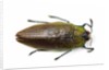Jewel beetle top view on white background of Sterapis specisosa red form by Anonymous
