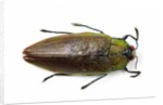 Jewel beetle top view on white background of Sterapis specisosa red form by Anonymous