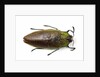 Jewel beetle top view on white background of Sterapis specisosa red form by Anonymous