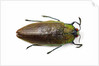 Jewel beetle top view on white background of Sterapis specisosa red form by Anonymous