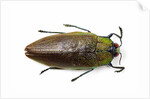 Jewel beetle top view on white background of Sterapis specisosa red form by Anonymous