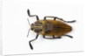 Jewel beetle Polybothris lesnei on white background by Anonymous