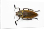 Jewel beetle Polybothris lesnei on white background by Anonymous
