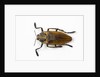 Jewel beetle Polybothris lesnei on white background by Anonymous