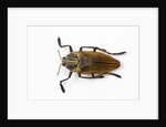 Jewel beetle Polybothris lesnei on white background by Anonymous