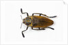 Jewel beetle Polybothris lesnei on white background by Anonymous