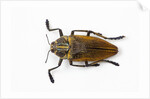 Jewel beetle Polybothris lesnei on white background by Anonymous