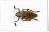 Jewel beetle Polybothris lesnei on white background by Anonymous