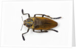 Jewel beetle Polybothris lesnei on white background by Anonymous