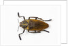 Jewel beetle Polybothris lesnei on white background by Anonymous