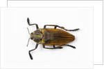 Jewel beetle Polybothris lesnei on white background by Anonymous
