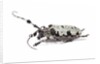 Long horn beetle Aristobia voeti by Anonymous