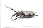 Long horn beetle Aristobia voeti by Anonymous