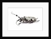 Long horn beetle Aristobia voeti by Anonymous
