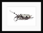 Long horn beetle Aristobia voeti by Anonymous