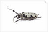 Long horn beetle Aristobia voeti by Anonymous