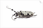 Long horn beetle Aristobia voeti by Anonymous