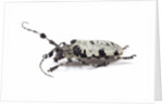 Long horn beetle Aristobia voeti by Anonymous