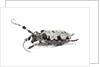 Long horn beetle Aristobia voeti by Anonymous