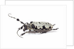 Long horn beetle Aristobia voeti by Anonymous