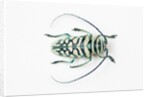 Sternotomis bohemani bohndorffi long horned beetle view from above by Anonymous