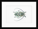Sternotomis bohemani bohndorffi long horned beetle view from above by Anonymous