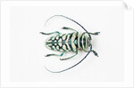 Sternotomis bohemani bohndorffi long horned beetle view from above by Anonymous