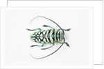 Sternotomis bohemani bohndorffi long horned beetle view from above by Anonymous