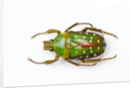 Flower beetle Stephanorrhina guttata top view by Anonymous
