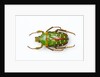 Flower beetle Stephanorrhina guttata top view by Anonymous