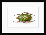 Flower beetle Stephanorrhina guttata top view by Anonymous
