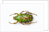 Flower beetle Stephanorrhina guttata top view by Anonymous