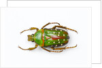 Flower beetle Stephanorrhina guttata top view by Anonymous