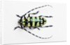 Horned Beetle Male Anoplophora zonatrix macro views by Anonymous