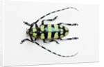 Horned Beetle Male Anoplophora zonatrix macro views by Anonymous