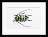 Horned Beetle Male Anoplophora zonatrix macro views by Anonymous
