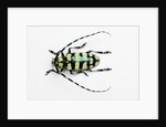 Horned Beetle Male Anoplophora zonatrix macro views by Anonymous