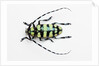 Horned Beetle Male Anoplophora zonatrix macro views by Anonymous