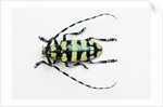 Horned Beetle Male Anoplophora zonatrix macro views by Anonymous