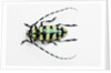 Horned Beetle Male Anoplophora zonatrix macro views by Anonymous