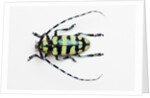 Horned Beetle Male Anoplophora zonatrix macro views by Anonymous